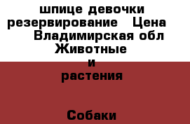 шпице девочки резервирование › Цена ­ 1 - Владимирская обл. Животные и растения » Собаки   . Владимирская обл.
